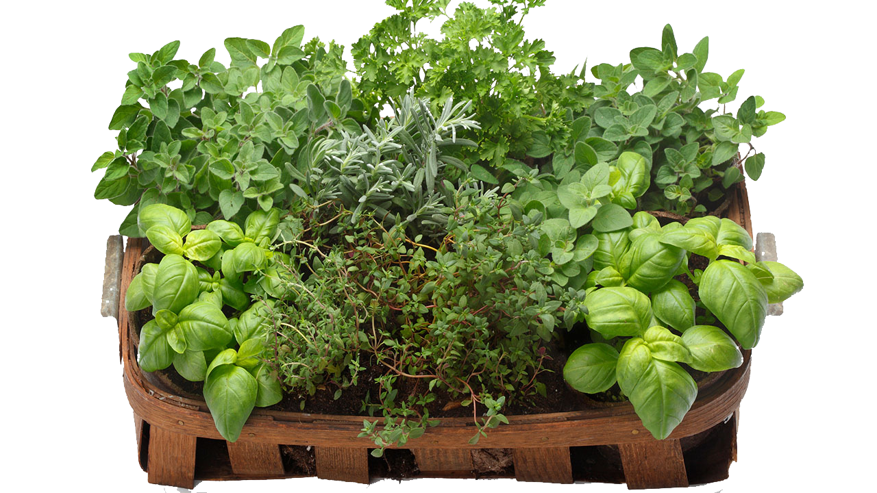 Fresh herbs and edible flowers supplied by Syswood Fruits