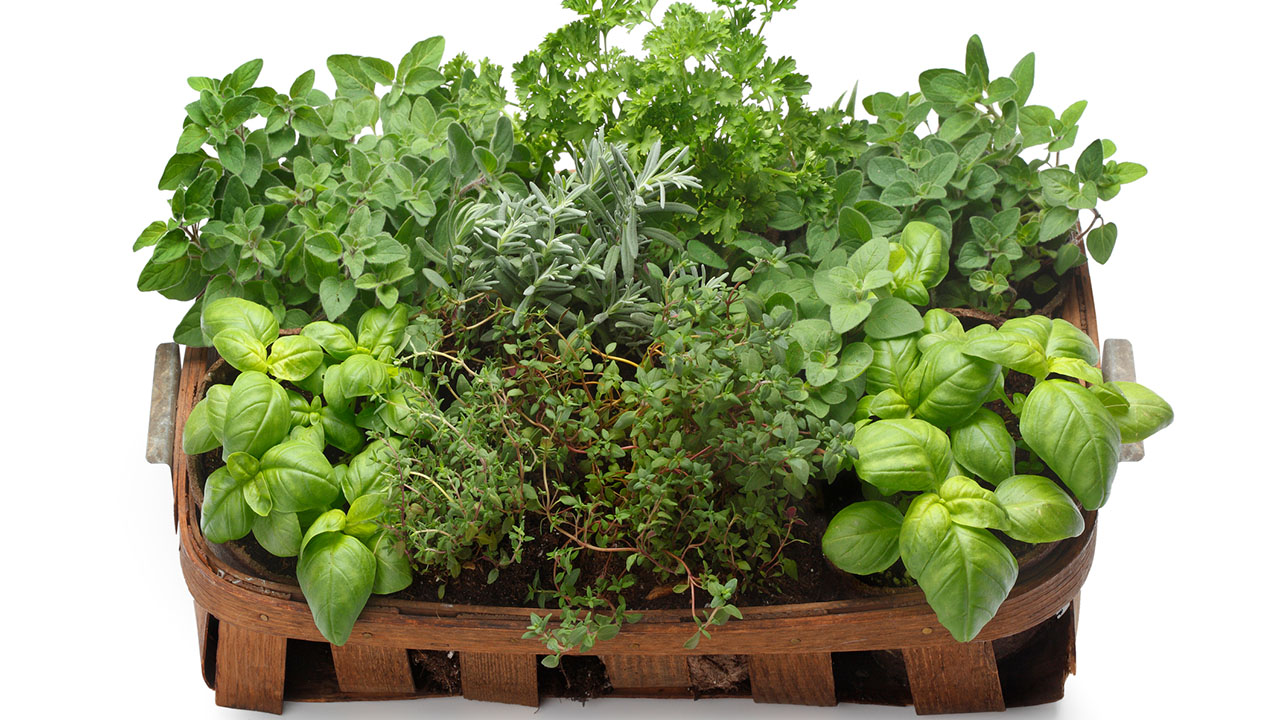 Selection of fresh culinary herbs